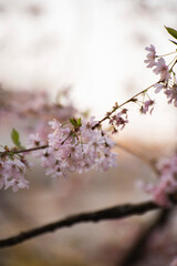 Cerisier en fleurs dans un parc au printemps