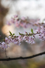 Cerisier en fleurs dans un parc au printemps