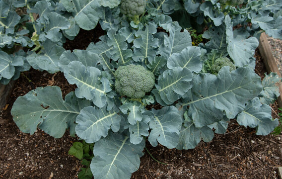 Organic broccoli 