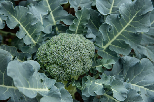 Organic broccoli 