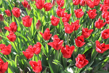 Field with red tulips in sunny day outside