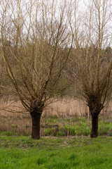 Pollard willows in the national nature reserve of Saeffelen, Germany