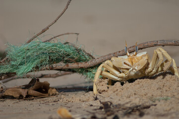 Ghost crab on the sand. Langue de Barbarie National Park. Saint-Louis. Senegal.