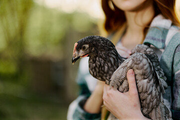 A female farmer holds a gray spotted chicken and examines it to make sure the bird is healthy and...