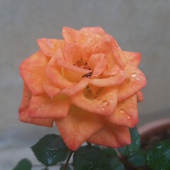 Rosa roja con gotas de agua