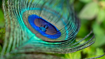 Peacock Tails. Peacock (Peafowl) feathers