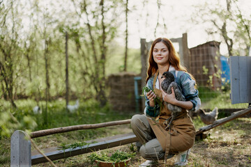 Fototapeta na wymiar A woman farmer in work clothes is holding a young chicken and inspecting a feeder with organic organic chicken food on the farm on a sunset summer day