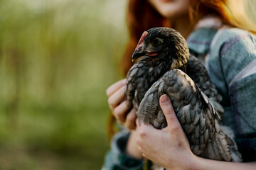 A young woman farmer shows the chicken close-up holding it up for inspection. Organic farm and healthy birds