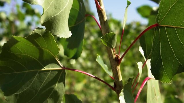 Close up of small baby trees