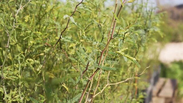 Closeup of plants of arid climate to the wind
