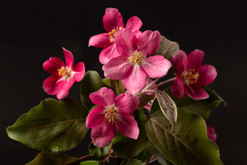 An apple tree branch blooming with pink flowers on a black background.