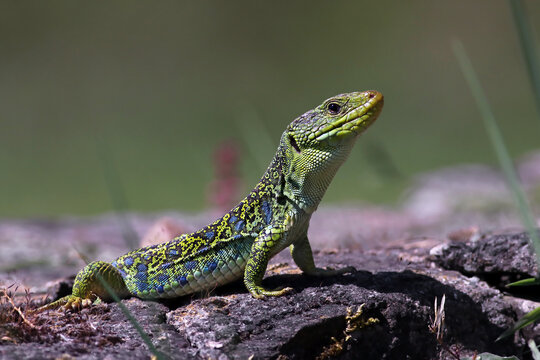 Beautiful male ocellated lizard (Timon lepidus) in a rocky environment. Scary and colorful green and blue lizard and habitat. Wild mediterranean reptile from Spain. Lizard pattern shown in the skin.