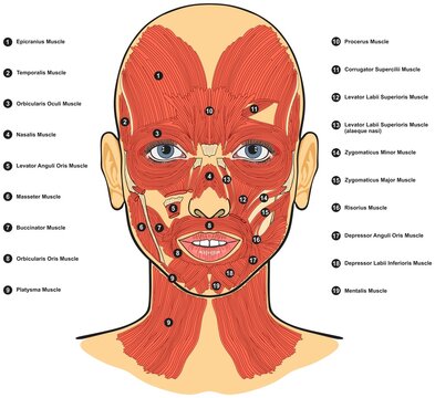 Human face muscles anatomy infographic diagram for medical physiology science education cartoon vector drawing illustration facial surface details isolated atlas book 3d parts scheme structure chart 