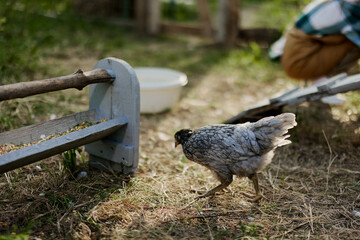 Young healthy chickens go from feeders at the farm organic grass and corn feed for better health in nature
