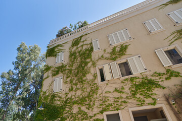 Ivy plant grows on the wall of a building