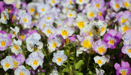 Obraz premium Close-up of white pink tricolor (lat. Viola tricolor L.) flowers, large format