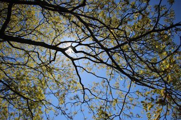 The maple blooming in the botanical garden, close-up with selective focus (Acer platanoides) Spring banner with copy space for text