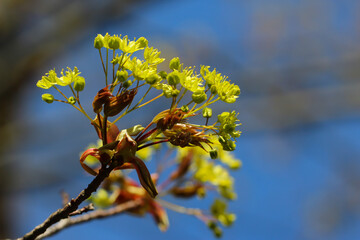 The maple blooming in the botanical garden, close-up with selective focus (Acer platanoides) Spring banner with copy space for text