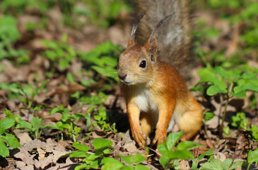 Naklejka na ściany i meble Cute red squirrel with long pointed ears in spring time. Wildlife in spring forest