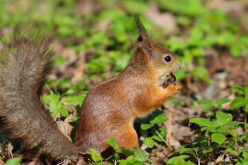 Cute red squirrel with long pointed ears eating a nut