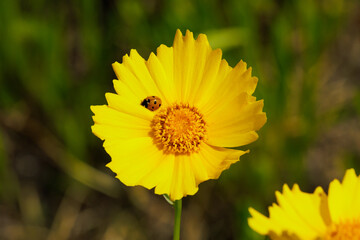 Coreopsis lanceolata and ladybug by the roadside. beautiful yellow flowers.