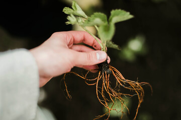 Woman Hands seedling growing. Planting a veggie garden plant vegetable green soil strawberries .