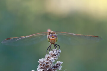 A dragonfly sits on a stalk of flowering grass.
The huge eyes of a dragonfly look incredibly fantastic.

