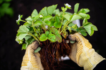 Woman Hands seedling growing. Planting a veggie garden plant vegetable green soil strawberries .