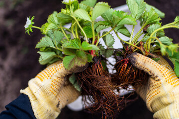 Woman Hands seedling growing. Planting a veggie garden plant vegetable green soil strawberries .