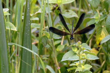 雨上がりに現れたハグロトンボ
