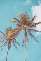 Tropical palm tree with blue sky and cloud abstract background. Summer vacation and nature travel adventure concept.