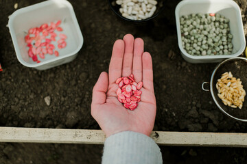 Gardener sowing peas seeds in a vegetable bed. Preparing for new garden season.