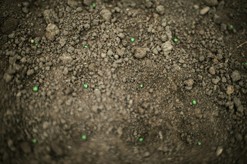 Gardener sowing peas seeds in a vegetable bed. Preparing for new garden season.