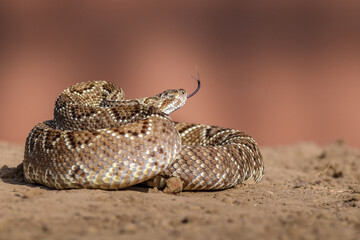 Closeup of snake in the wild