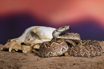 Closeup of snake in the wild