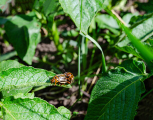 he Colorado potato beetle eats young potato leaves. Pests destroy crops in the field. Parasites in the wild and agriculture.