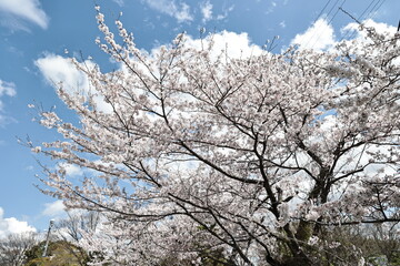 It's cherry blossom season