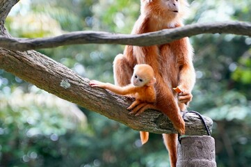 動物園のオレンジ色の猿・ジャワリーフモンキーと赤ちゃん猿