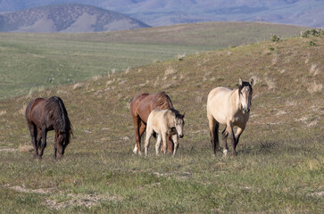 Naklejka na ściany i meble Wild Horses in the Utah Desert in Springtime
