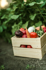 Woman gathering ripe vegetables in the garden. .