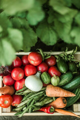 Woman gathering ripe vegetables in the garden. .