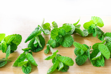 採りたてアップルミントの葉