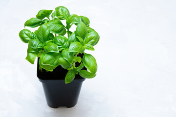 Pot of sweet basil on a neutral background
