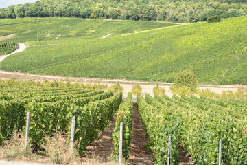 Champagne vineyards, France