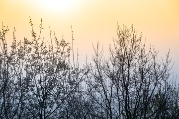Silhouette of tree at sunset