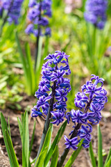 Purple hyacinth on a flowerbed closeup	
