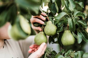 Woman gathering ripe pears in the garden.