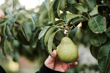 Woman gathering ripe pears in the garden.