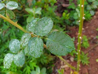 dew on a leaf