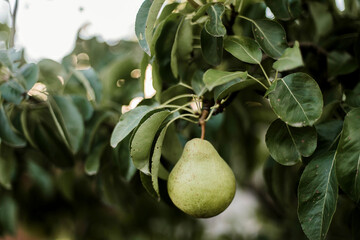 Woman gathering ripe pears in the garden.